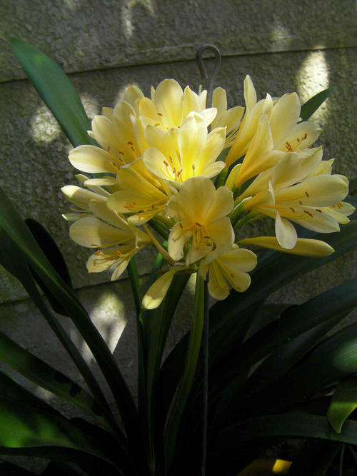 !!WOW!! ***GUARANTEED YELLOW*** 1 YR CLIVIA SEEDLINGS !! NO RESERVE !!