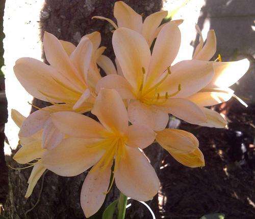 !!! 25 Mixed Peach x Yellow Clivia Seedlings!!!