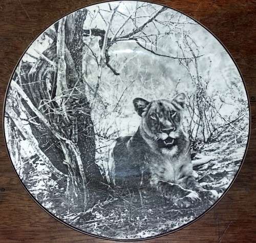 ROYAL DOULTON SOUTH AFRICAN SERIES LIONESS AFRICAN GAME RESERVE D6348 RACK PLATE 265MM DIAMETER