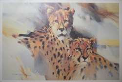 Derric van Rensburg - Cheetah