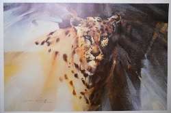 Derric van Rensburg - Leopard