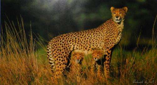 Cheetah - Richard du Toit (free postage)