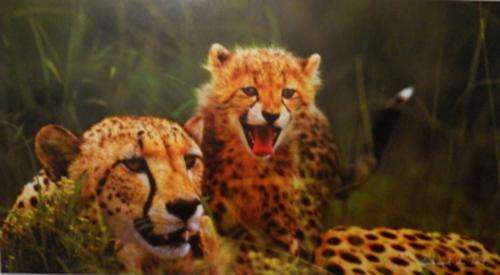 Richard du Toit - Cheetah - Mother and Child (free postage)