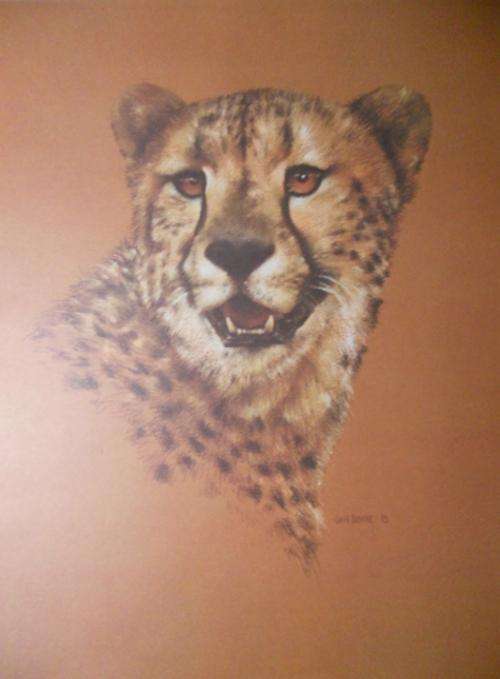 Joan Beuche - Cheetah (free postage)