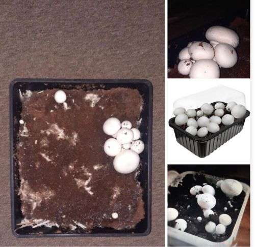 Button Mushroom Home Growing Kits (4+ kg)
