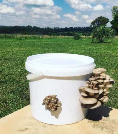 Oyster mushroom 2.5L ( 3kg mushrooms )