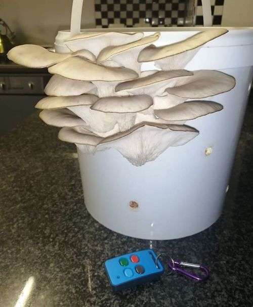 Home Growing Grey Oyster Mushroom Kit - ( 3 x 2.5L ) +- 4kg mushrooms