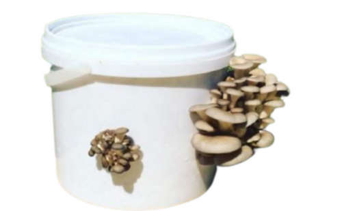Grey Oyster Home Growing mushroom kit - 5L ( 4+kg)-  ( BUY ONE AND GET ONE FREE ON US )