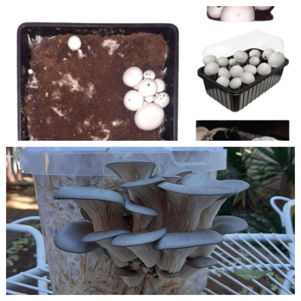 Grey oyster + Button Mushroom DIY kit ( 1x 5L and 1 x Button kit )