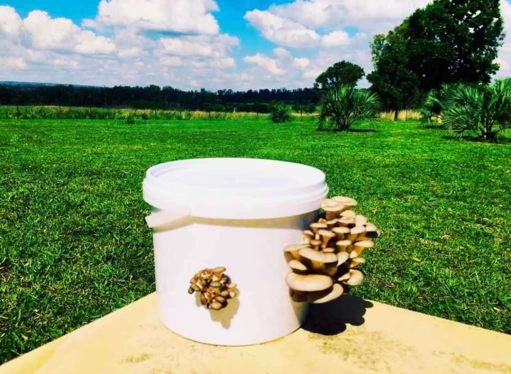 Oyster 5L mushroom  DIY kit + 1 x Button mushroom DIY kit ( monthly subscribtion for 10 months  ) -