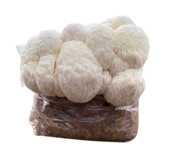 Lion`s Mane Home Growing Mushroom Kit ( 2kg+ )