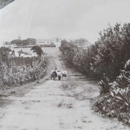 Longwood Avenue , St Helena Postcard - unused