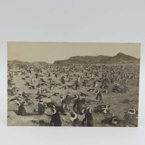 Postcards of penguins - Penguin Island near Luderitz