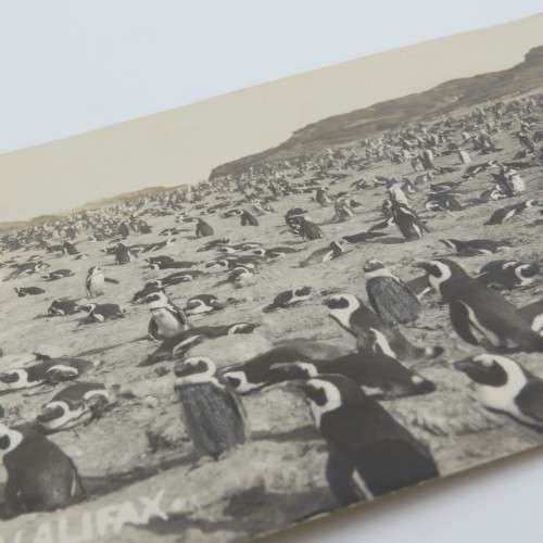 Postcards of penguins - Penguin Island near Luderitz