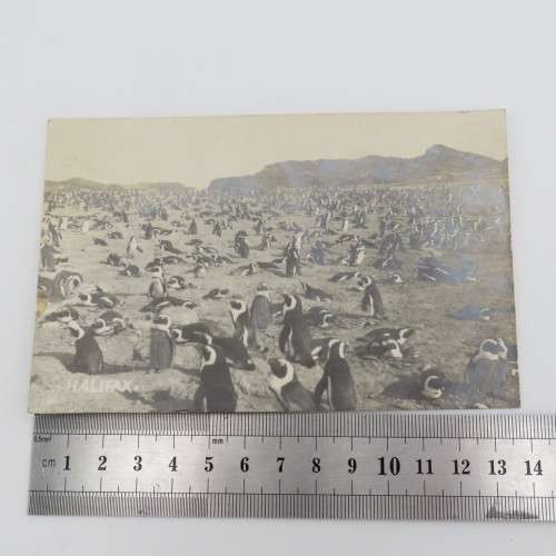 Postcards of penguins - Penguin Island near Luderitz