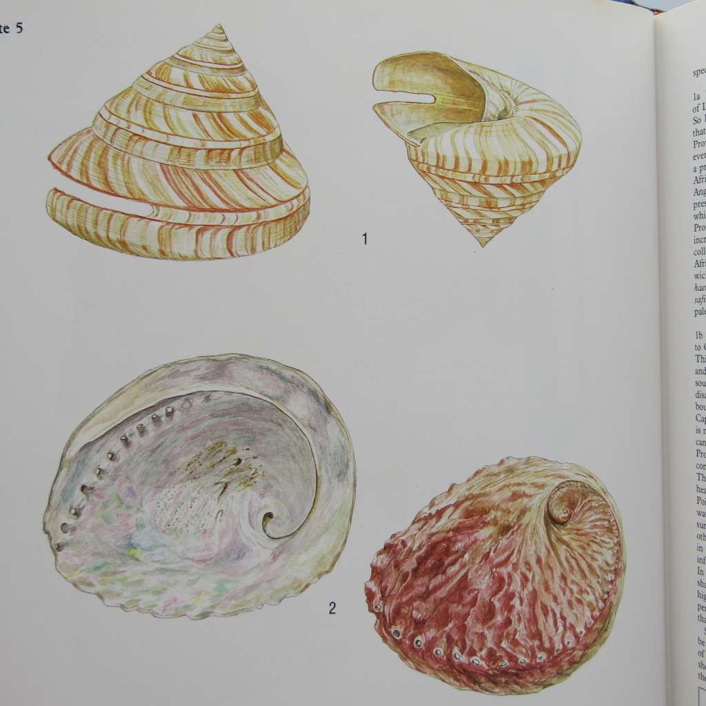 Sea Shells of Southern Africa by Richard Kilburn and Elizabeth Rippey