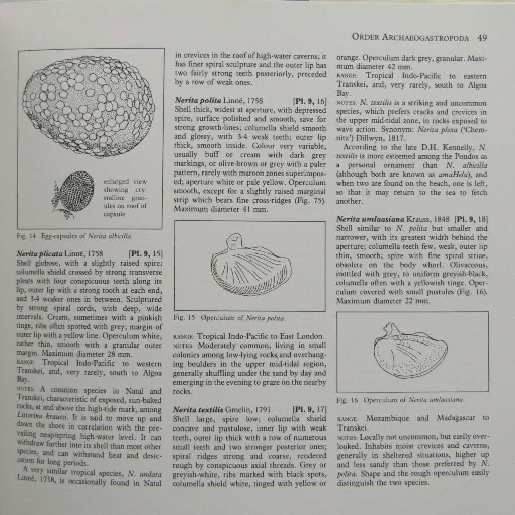 Sea Shells of Southern Africa by Richard Kilburn and Elizabeth Rippey