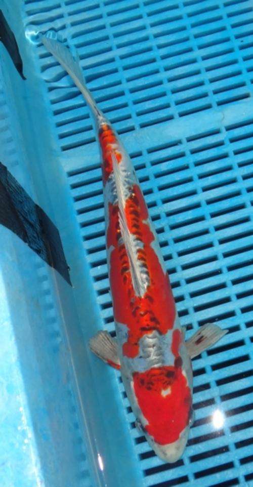 Happy Koi Fish Auction