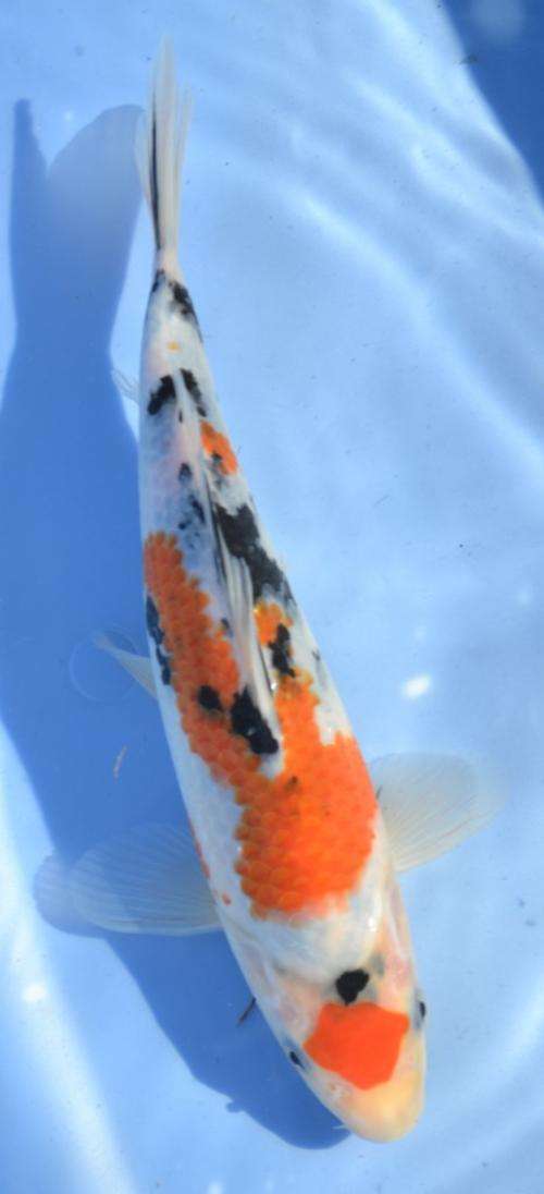 Happy Koi Koi Auction