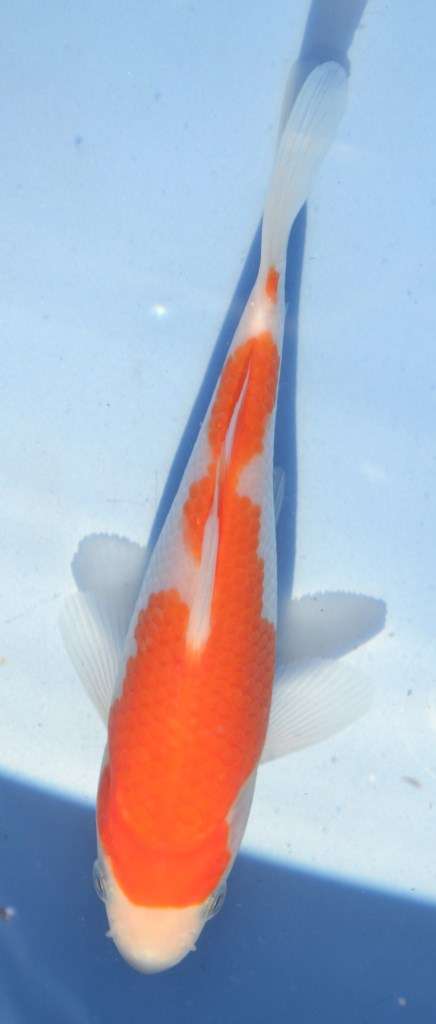 Happy Koi Koi Auction