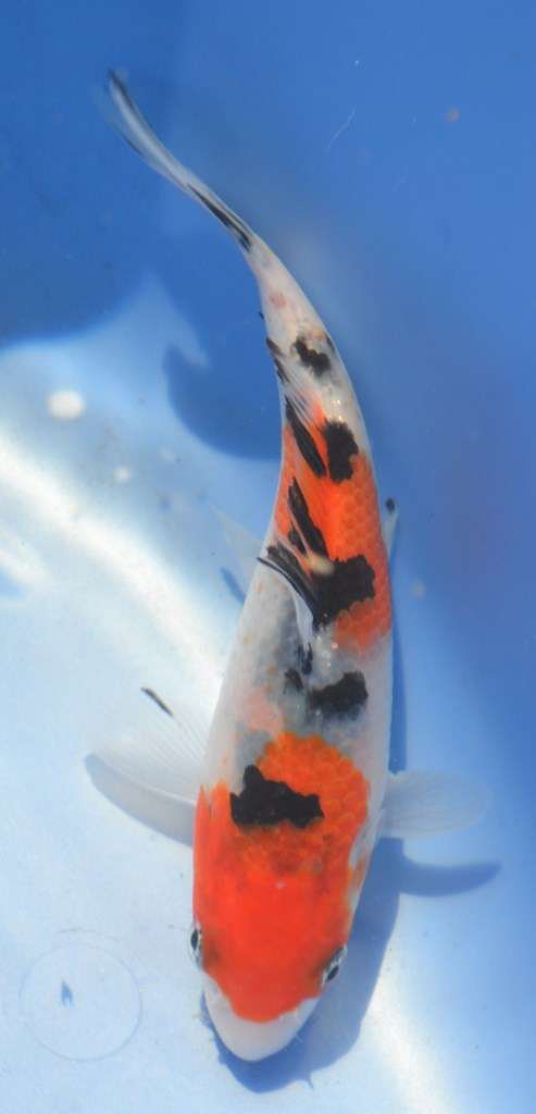 Happy Koi Koi Auction