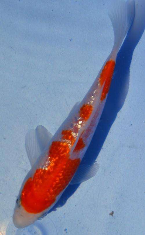 Happy Koi Koi Auction