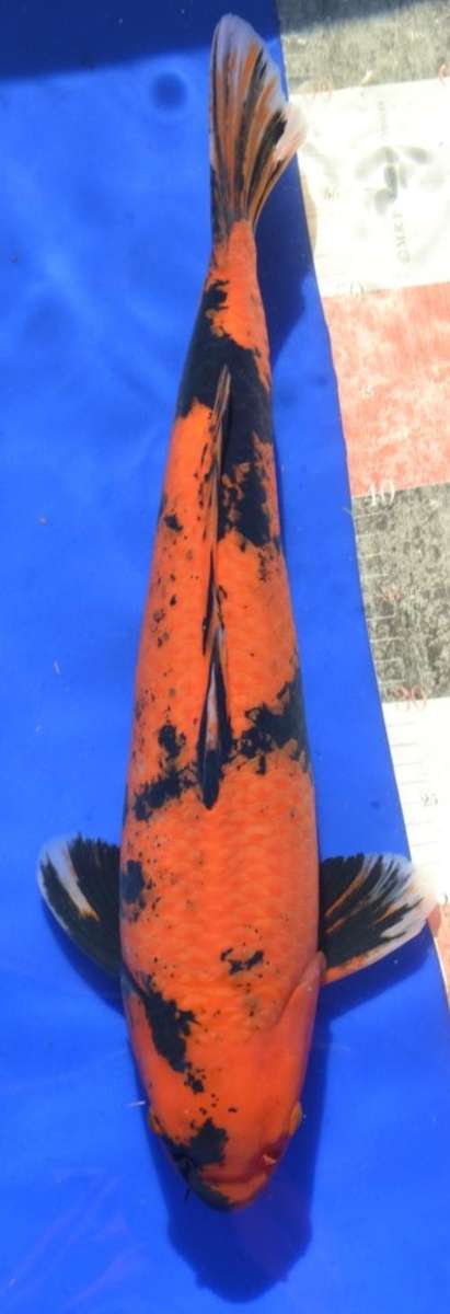 Happy Koi Koi Auction