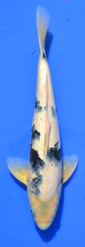 Happy Koi Koi Auction