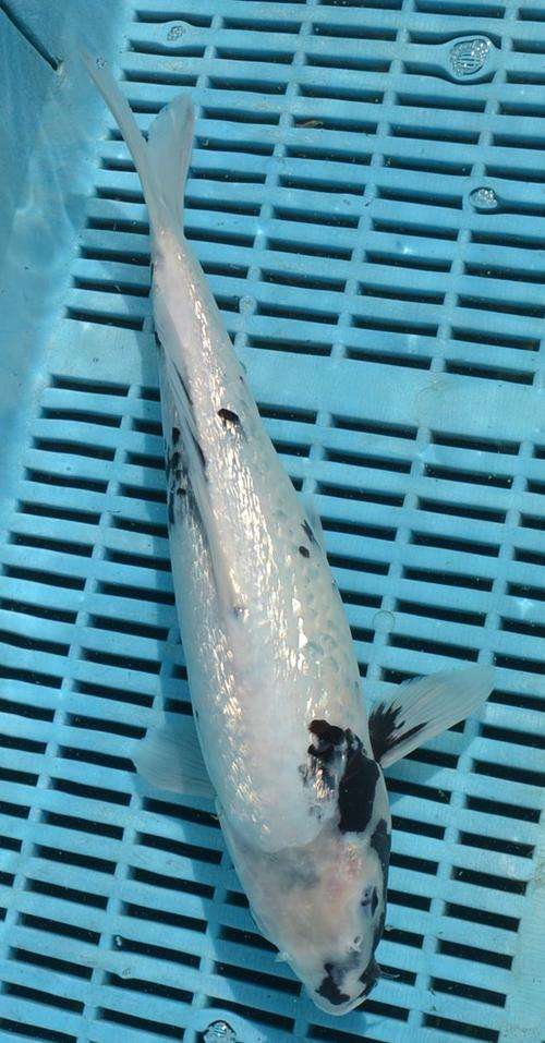 Happy Koi Koi Fish Auction