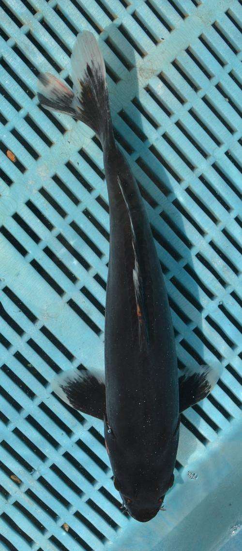 Happy Koi Koi Fish Auction