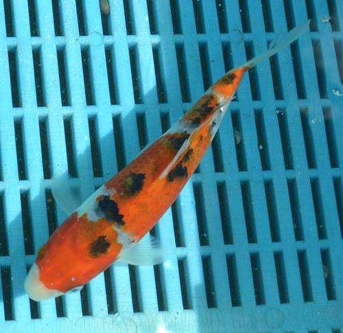 Happy Koi Koi Fish Auction