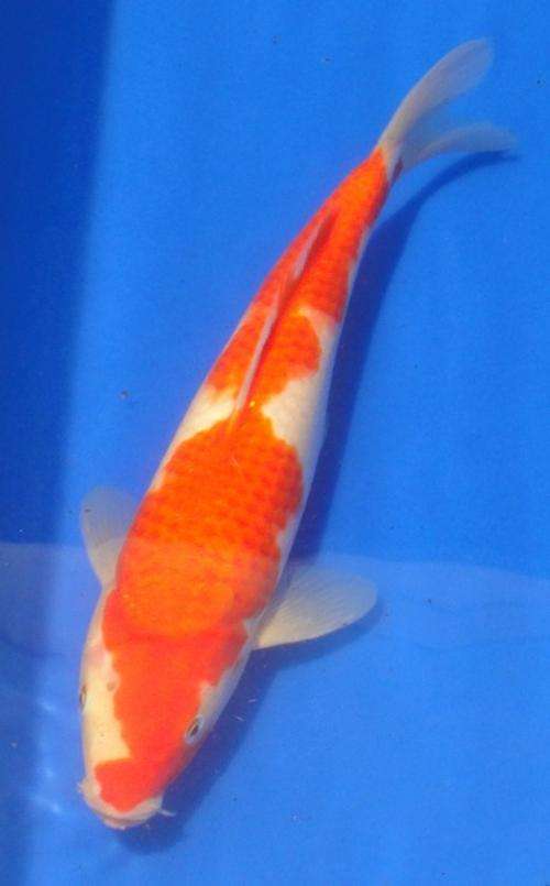 Happy Koi Koi Fish Auction