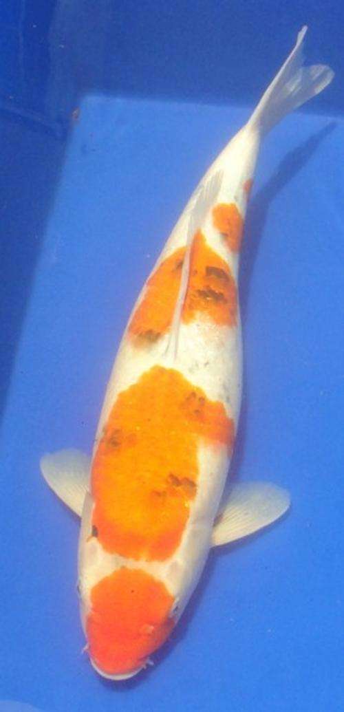 Happy Koi Koi Fish Auction