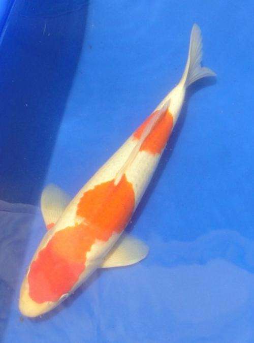 Happy Koi Koi Fish Auction