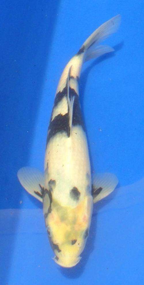 Happy Koi Koi Fish Auction