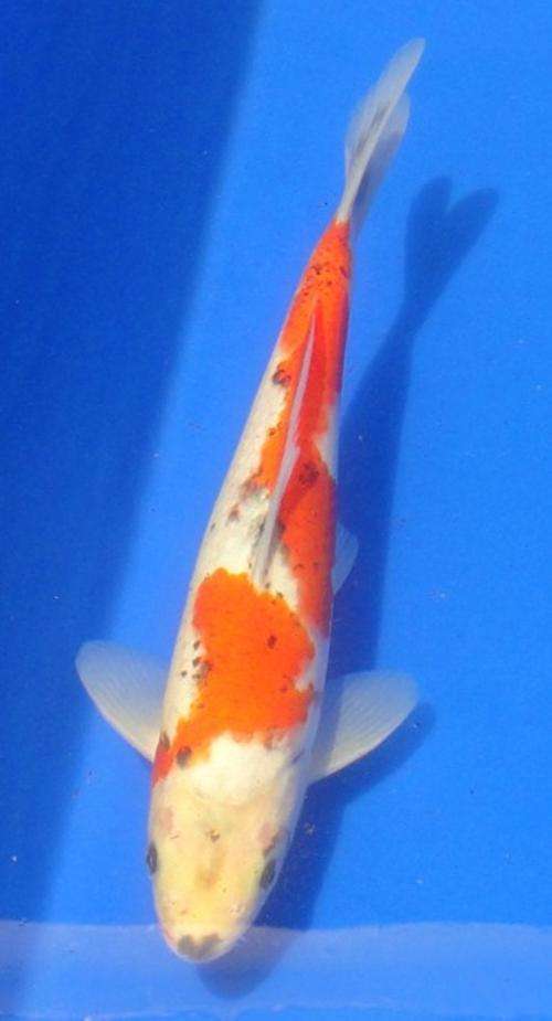 Happy Koi Koi Fish Auction