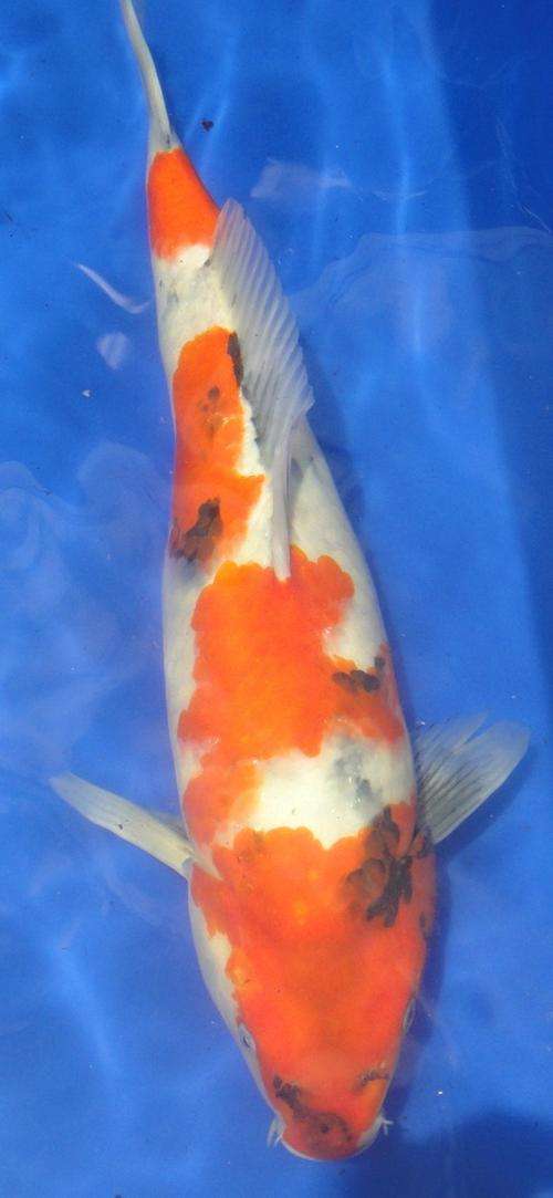 Happy Koi Koi Fish Auction