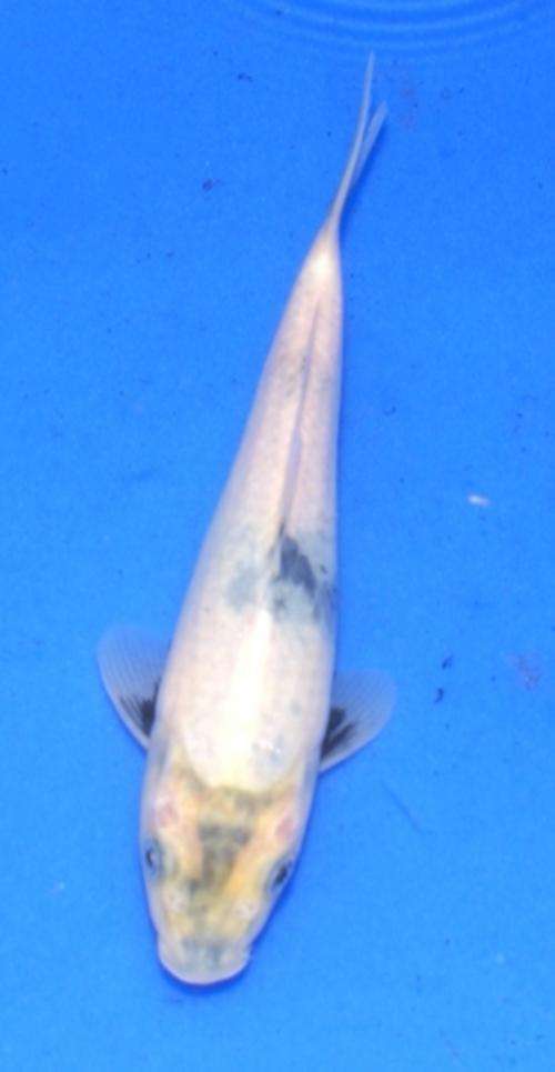 Happy Koi Koi Fish Auction