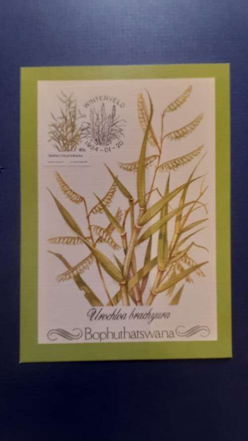 BOPHUTHATSWANA 1984 INDIGENOUS GRASSES