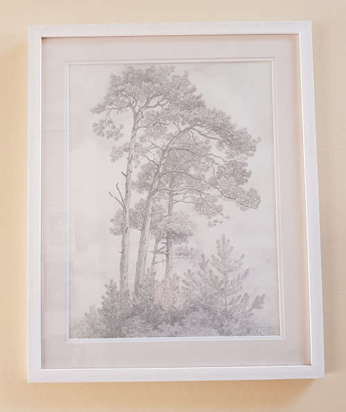 Krige - Pencil drawing of blue gum trees