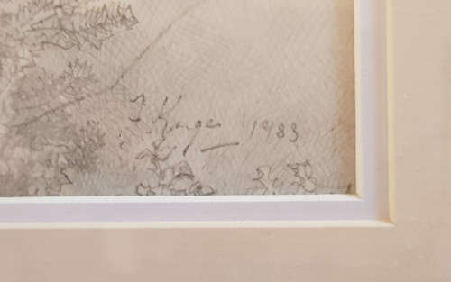 Krige - Pencil drawing of blue gum trees