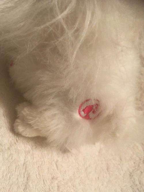 Fluffy - Barbie's Cat - Mattel 2014  +-16cm