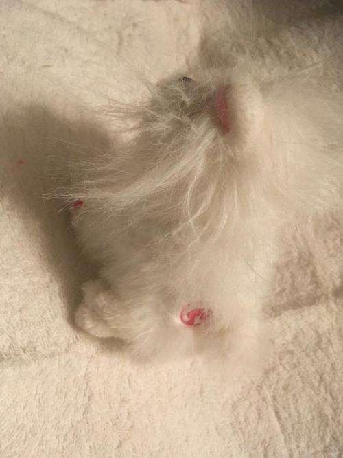 Fluffy - Barbie's Cat - Mattel 2014  +-16cm