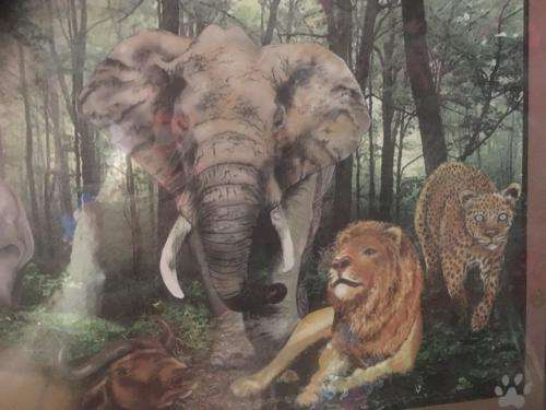 Big Five Adventure - 1000 Piece Puzzle (new sealed)