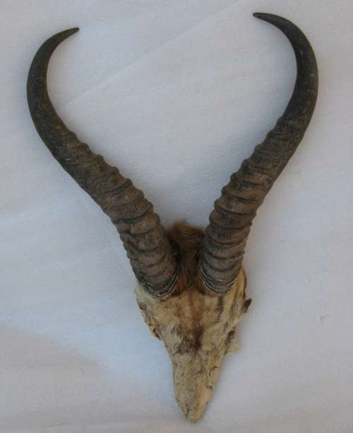 Springbok horns and skull plate : 26cm - outer curve from skull to tip