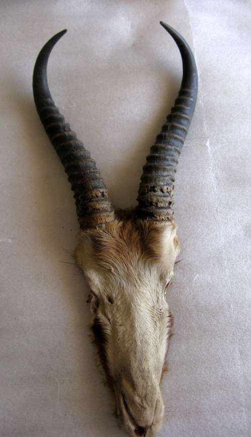 Springbok horns and skull plate : 26cm - outer curve from skull to tip