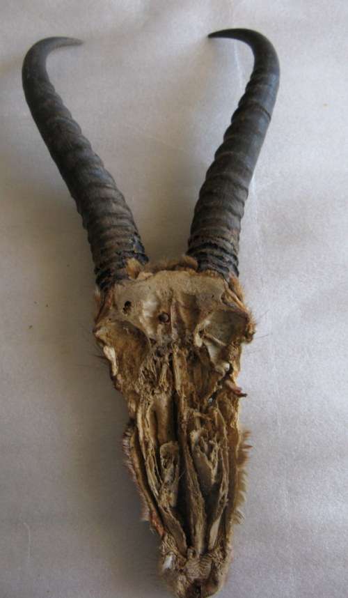 Springbok horns and skull plate : 26cm - outer curve from skull to tip