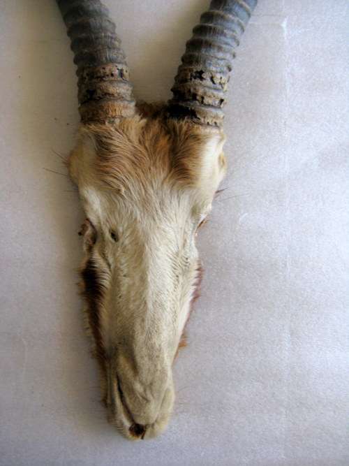 Springbok horns and skull plate : 26cm - outer curve from skull to tip