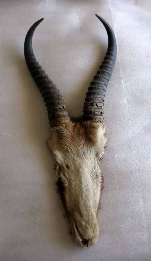 Springbok horns and skull plate : 26cm - outer curve from skull to tip