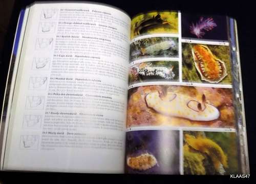 TWO OCEANS   GUIDE TO THE MARINE LIFE OF SOUTHERN  AFRICA  THE 5TH IMPRESSION   BY BRANCH.GRIFFITH